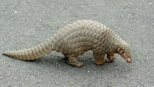 鲮鲤是古人对穿山甲的称呼,因为它身上布满了鳞片,像鲤鱼一样.